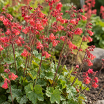 Heuchera sanguinea ‘Leuchtkäfer’