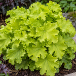 Heuchera ‘Lime Marmalade’