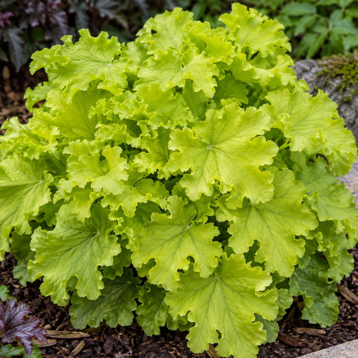 Heuchera ‘Lime Marmalade’