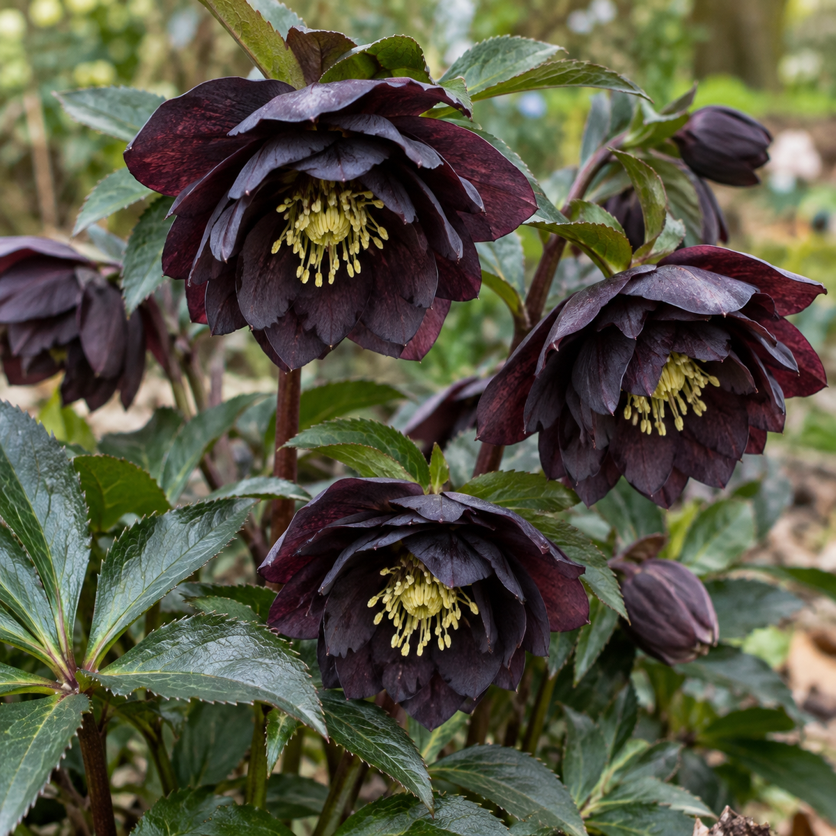 Helleborus ‘Dark and Handsome’