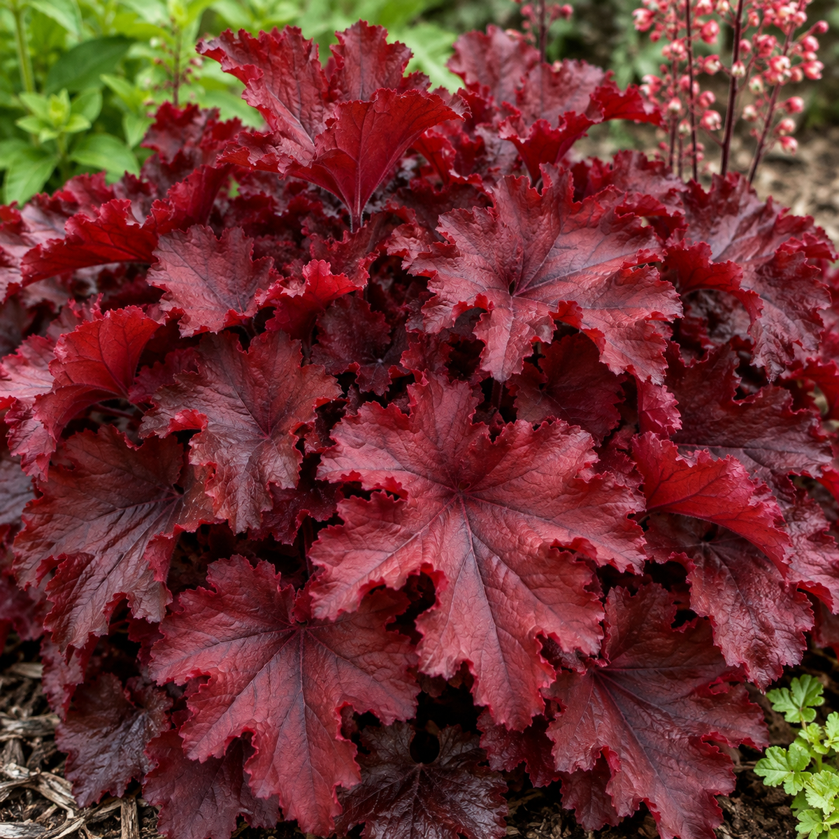 Heuchera ‘Forever Red’