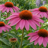 Echinacea ‘Purple Emperor’