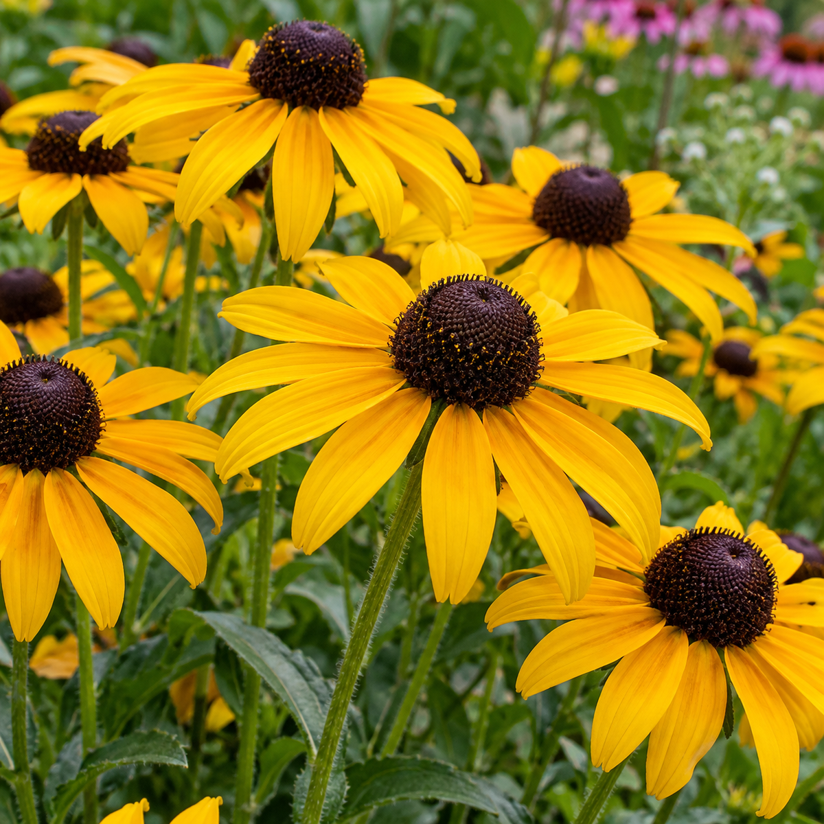 Rudbeckia ‘Black Eyed Susan’