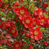 Chaenomeles × superba ‘Nicoline’