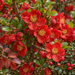 Chaenomeles × superba ‘Nicoline’