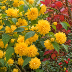 Kerria japonica ‘Pleniflora’