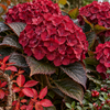 Hydrangea macrophylla ‘Red Angel’
