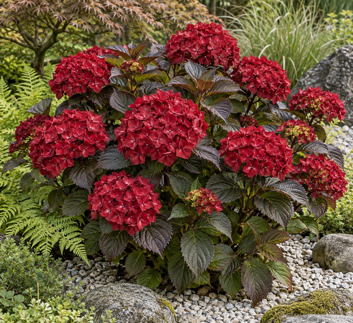 Hydrangea macrophylla ‘Red Angel’