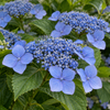 Hydrangea macrophylla ‘Blue Wave’