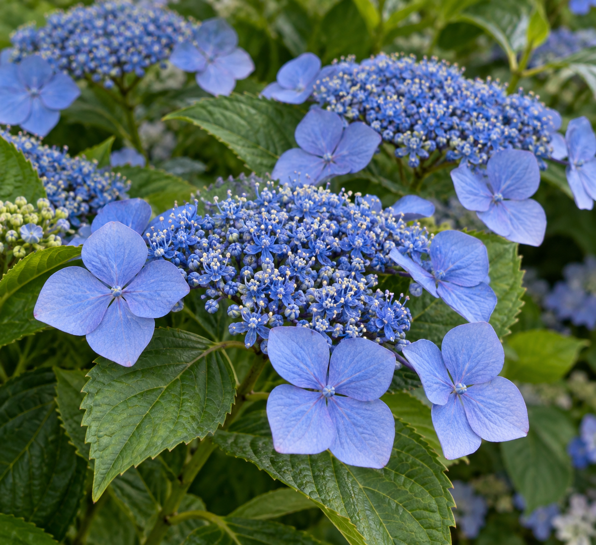 Hydrangea macrophylla ‘Blue Wave’