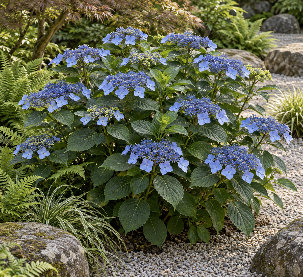 Hydrangea macrophylla ‘Blue Wave’