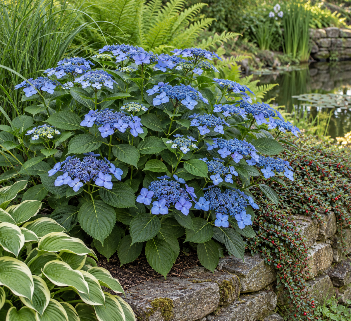 Hydrangea macrophylla ‘Blue Wave’