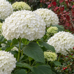 Hydrangea arborescens ‘Incrediball’