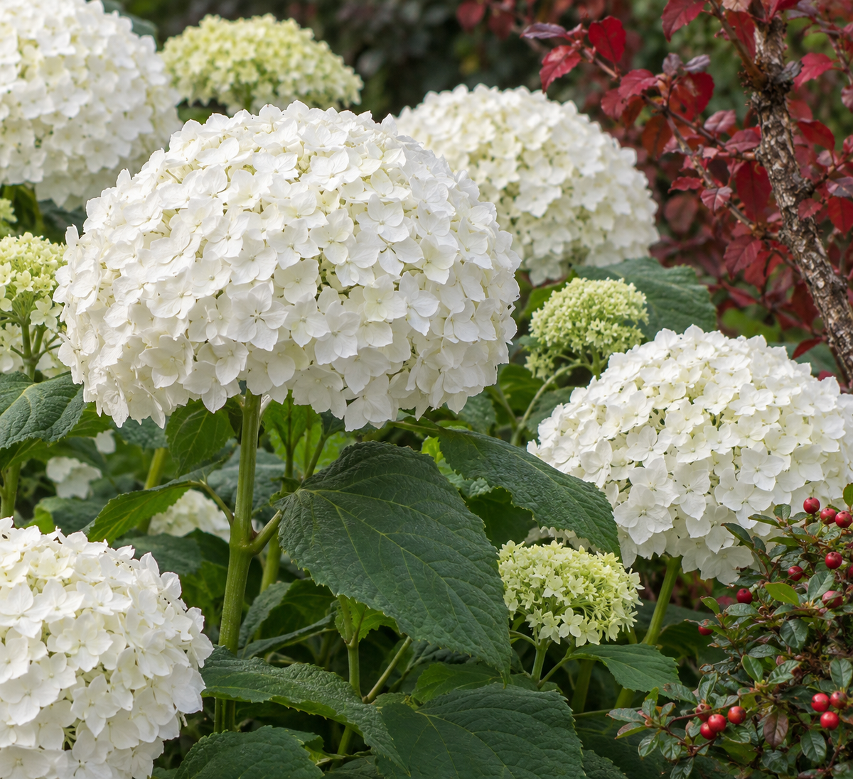 Hydrangea arborescens ‘Incrediball’