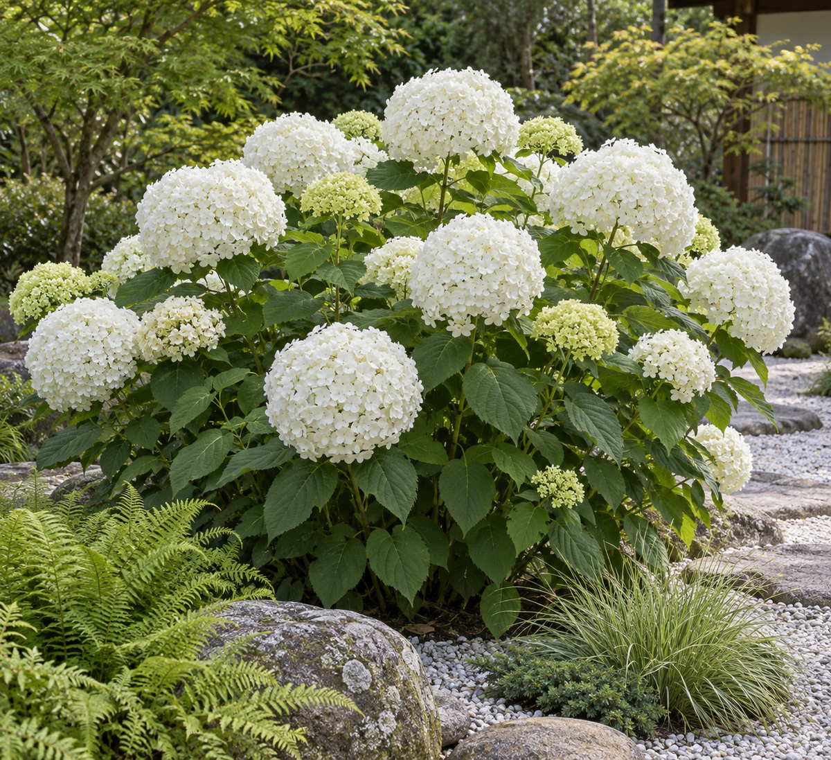 Hydrangea arborescens ‘Incrediball’