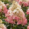 Hydrangea paniculata ‘Pink Diamond’