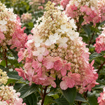 Hydrangea paniculata ‘Pink Diamond’