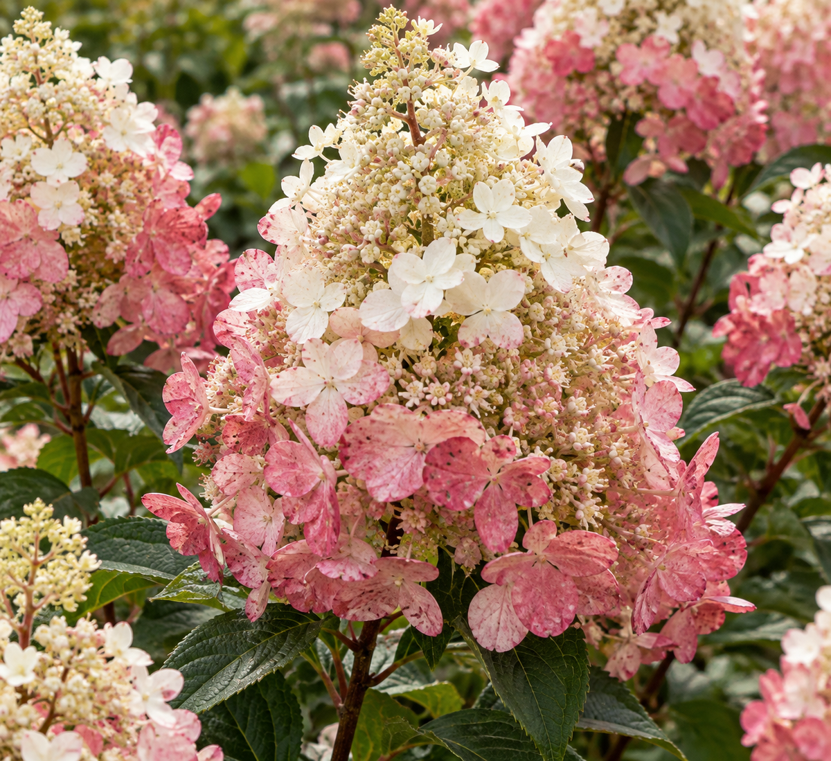 Hydrangea paniculata ‘Pink Diamond’