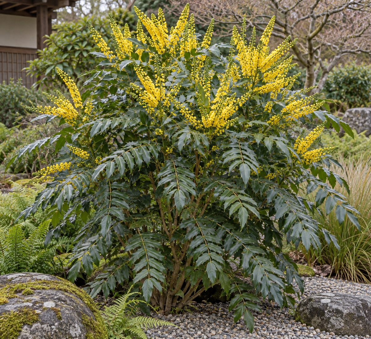 Mahonia × media ‘Winter Gold’