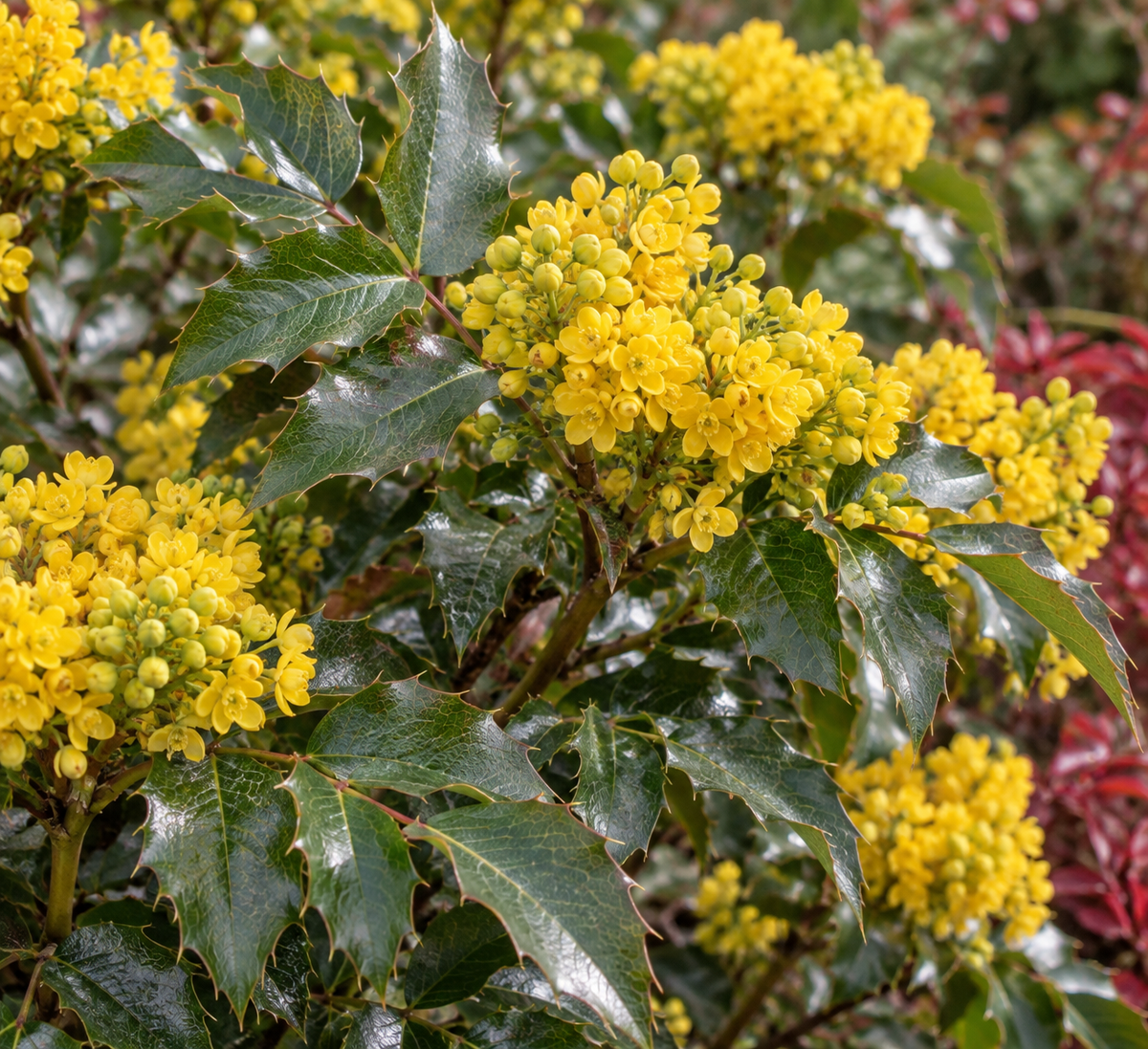 Mahonia aquifolium