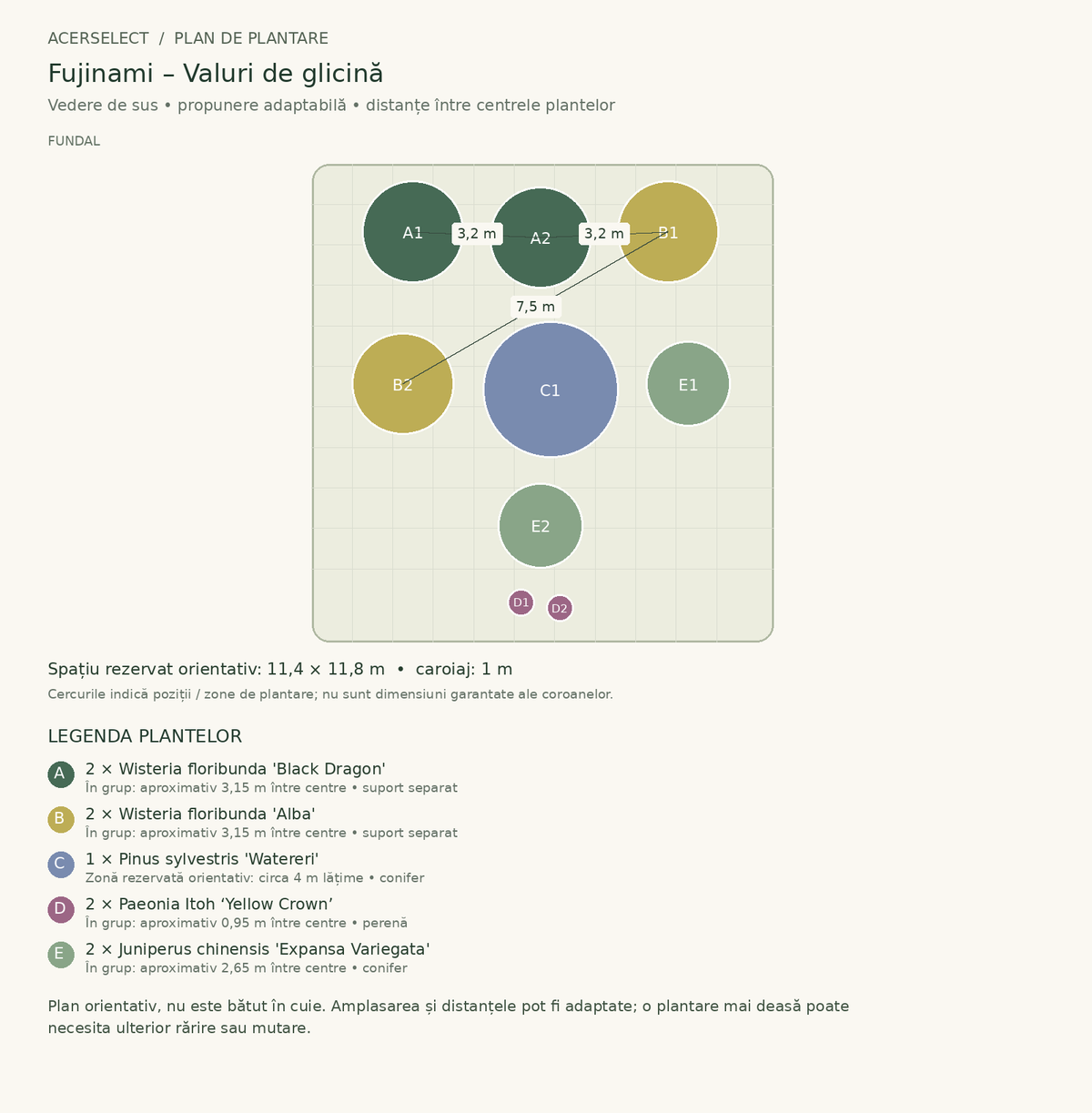 Plan de plantare, vedere de sus – Fujinami – Valuri de glicină
