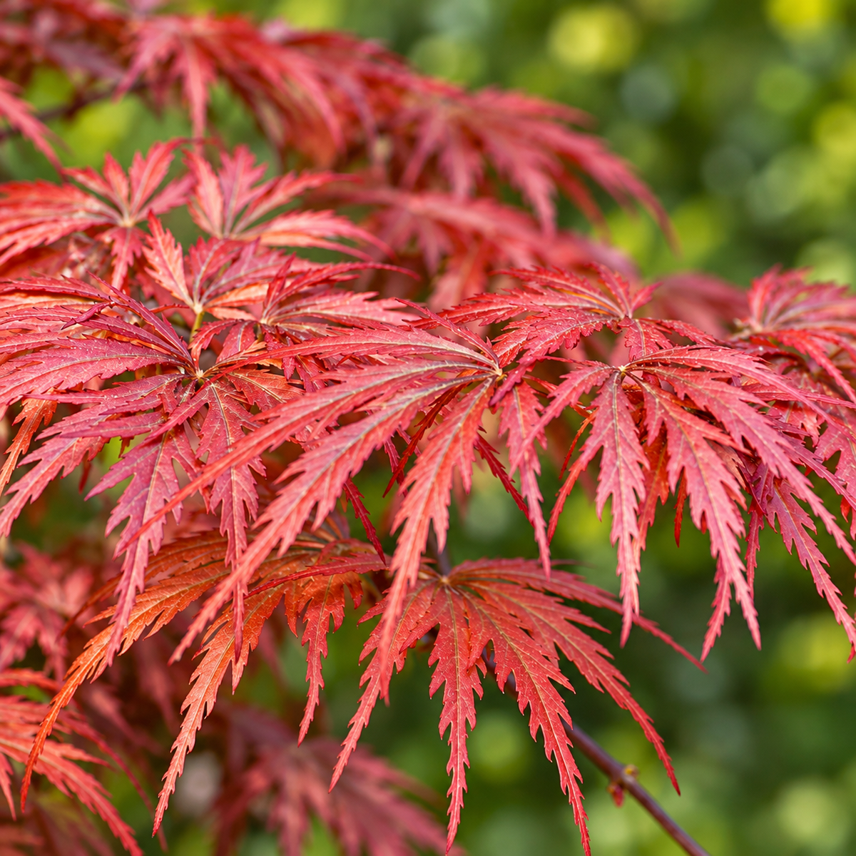 Acer palmatum dissectum ‘Garnet’ – detaliu frunze