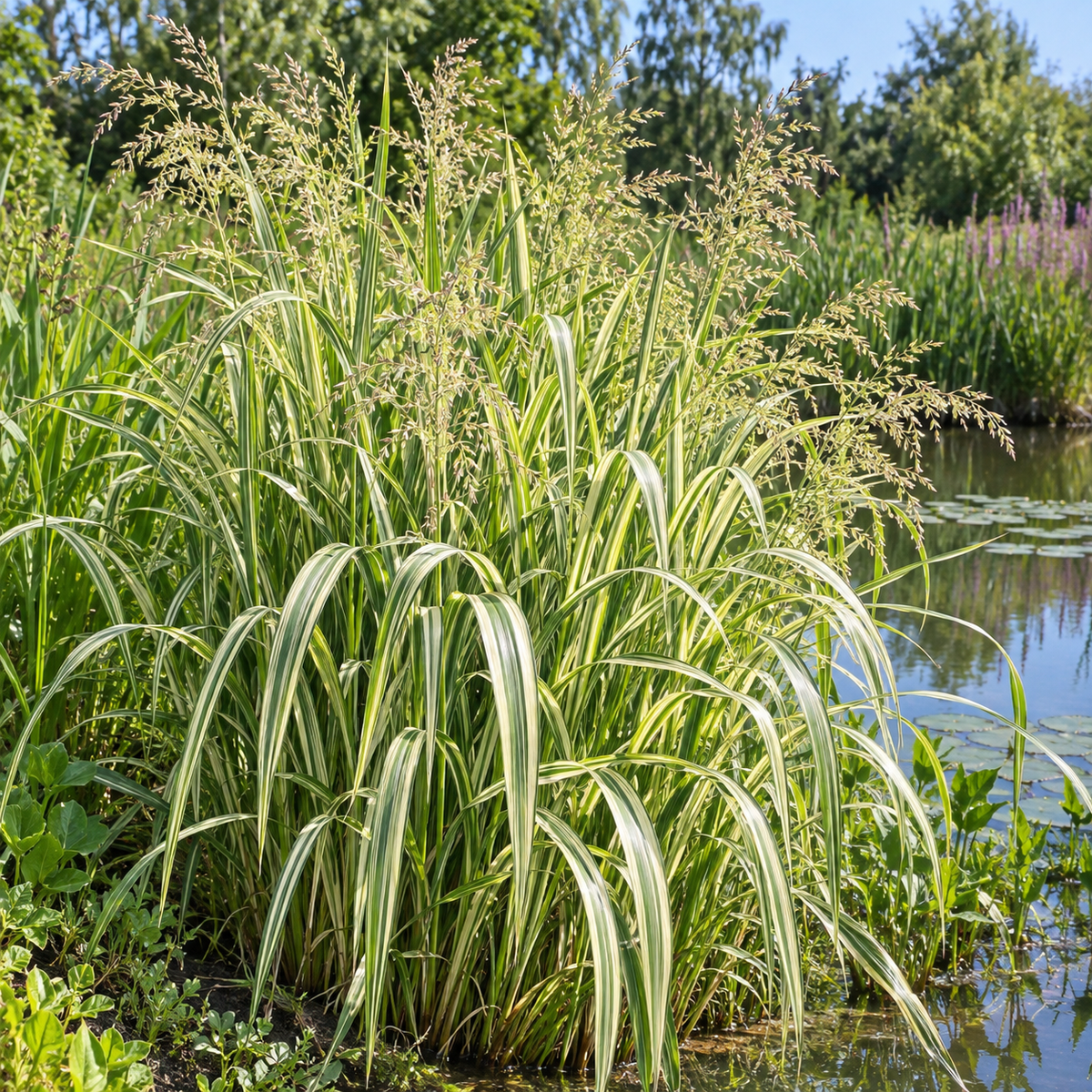 Glyceria maxima ‘Variegata’ – tufă și frunziș variegat