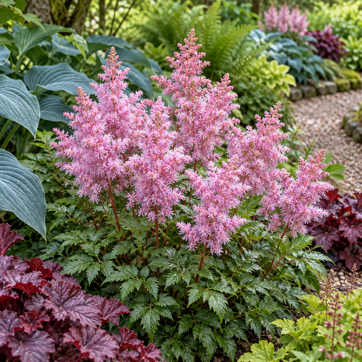 Astilbe ‘Heart and Soul’ – exemplu de amenajare în grădină