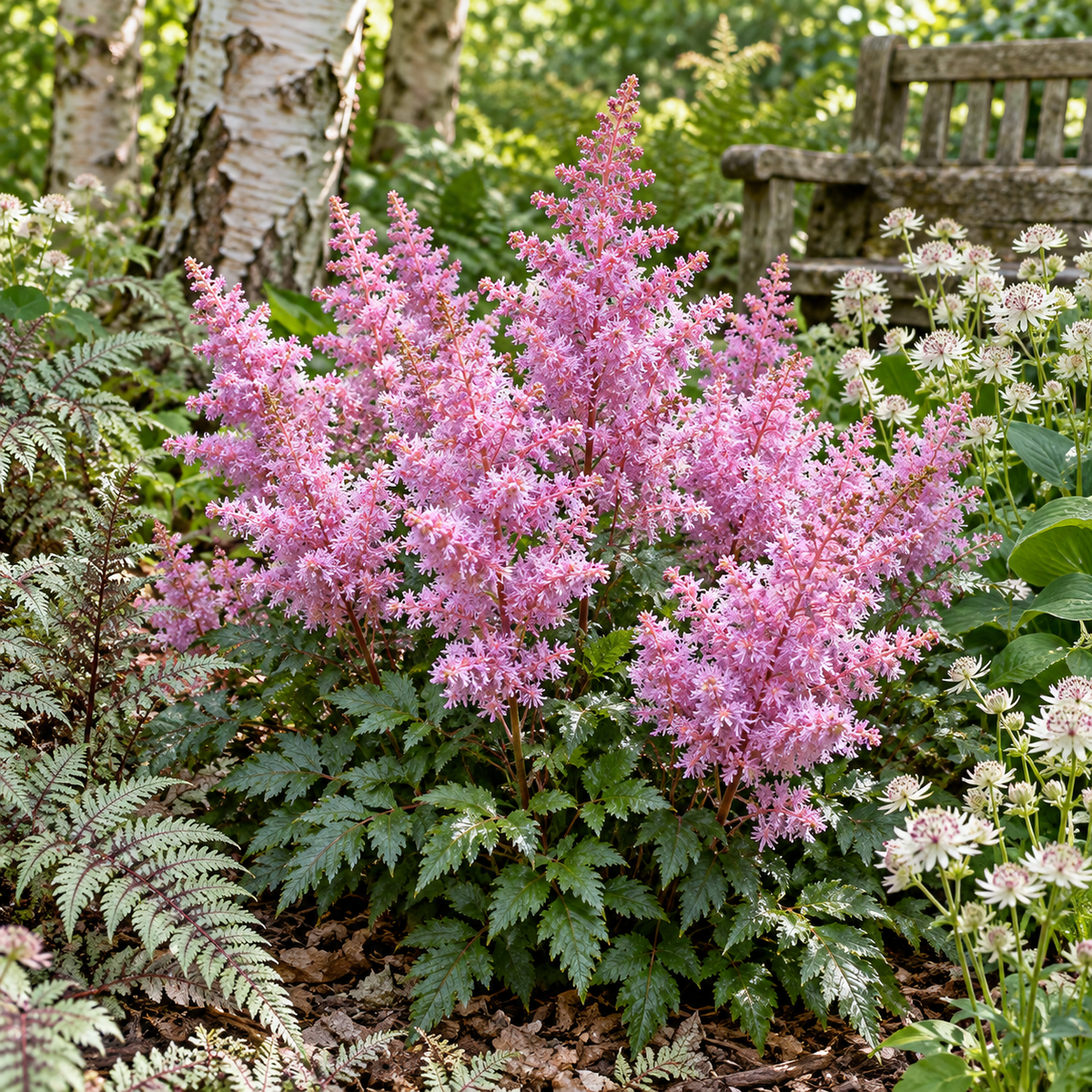 Astilbe ‘Heart and Soul’ – grădină cu ferigi și Astrantia