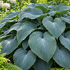 Hosta 'Blue Angel' – detaliu al frunzelor