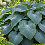 Hosta 'Blue Angel' – detaliu al frunzelor