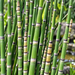 Equisetum hyemale – detaliu ornamental