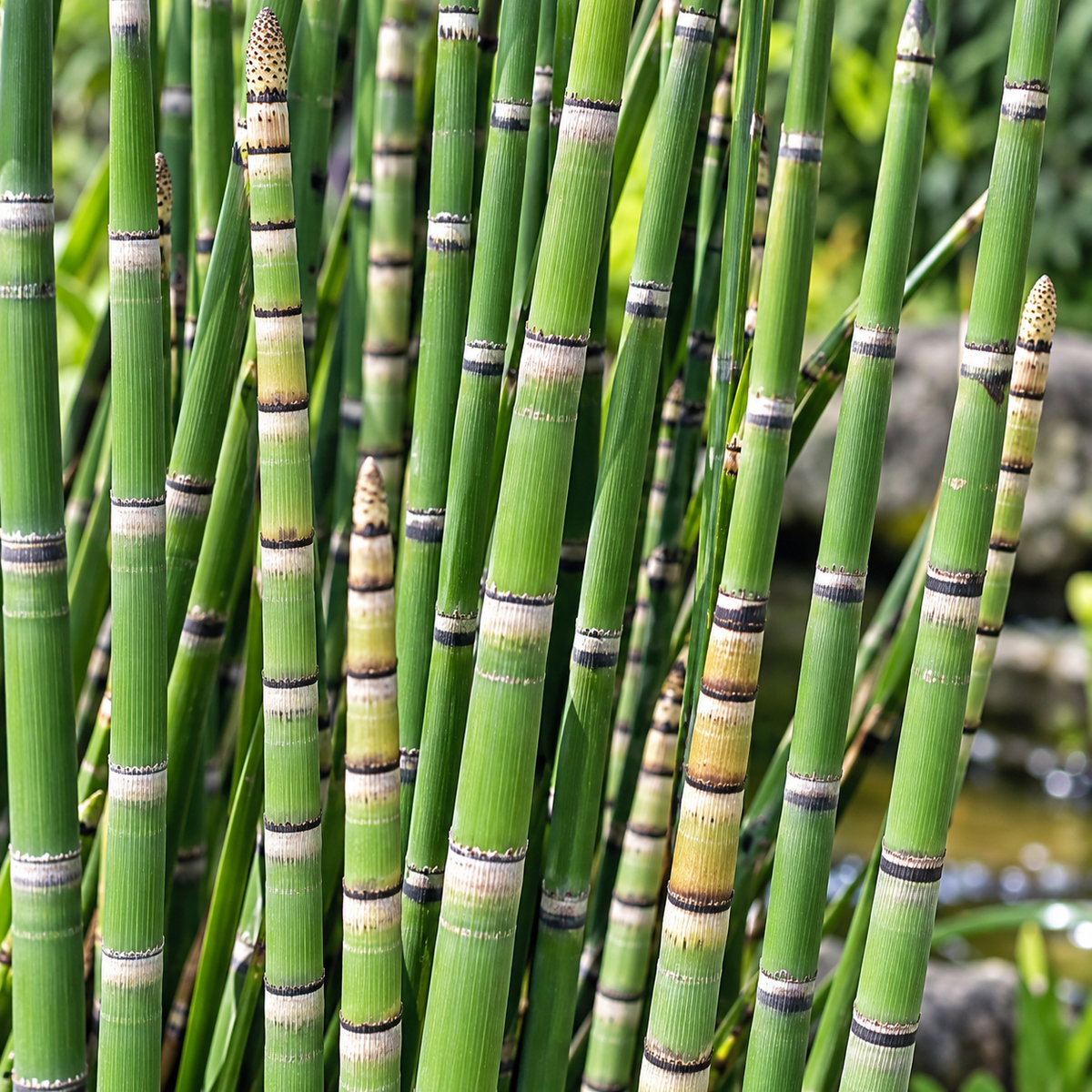 Equisetum hyemale – detaliu ornamental
