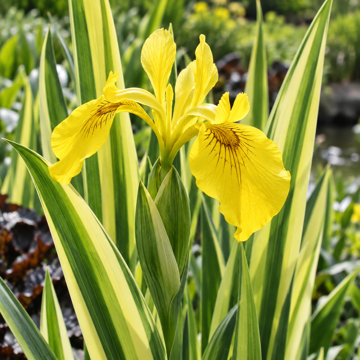 Iris pseudacorus ‘Variegata’ – detaliu botanic