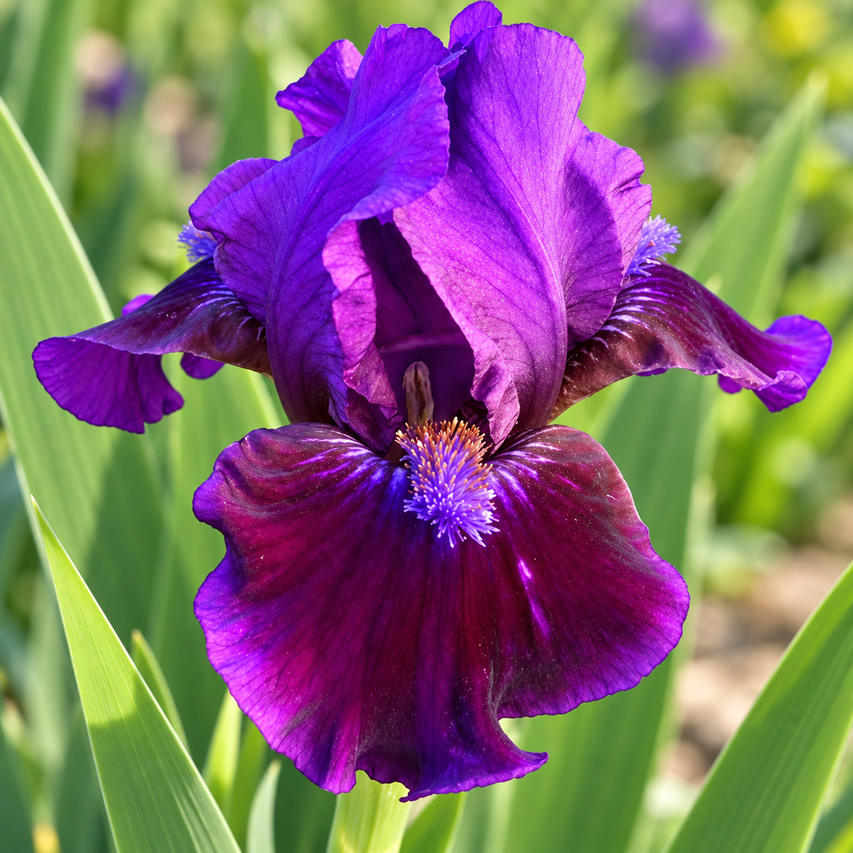 Iris Purple – floare, imagine orientativă