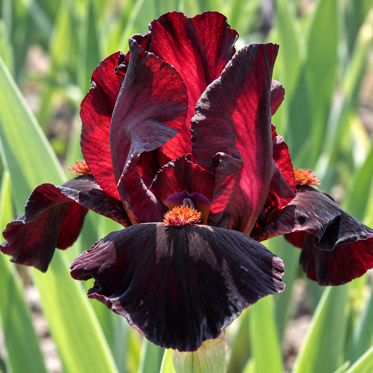 Iris Red – floare, imagine orientativă