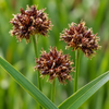 Juncus ensifolius – detaliu al inflorescențelor și frunzelor