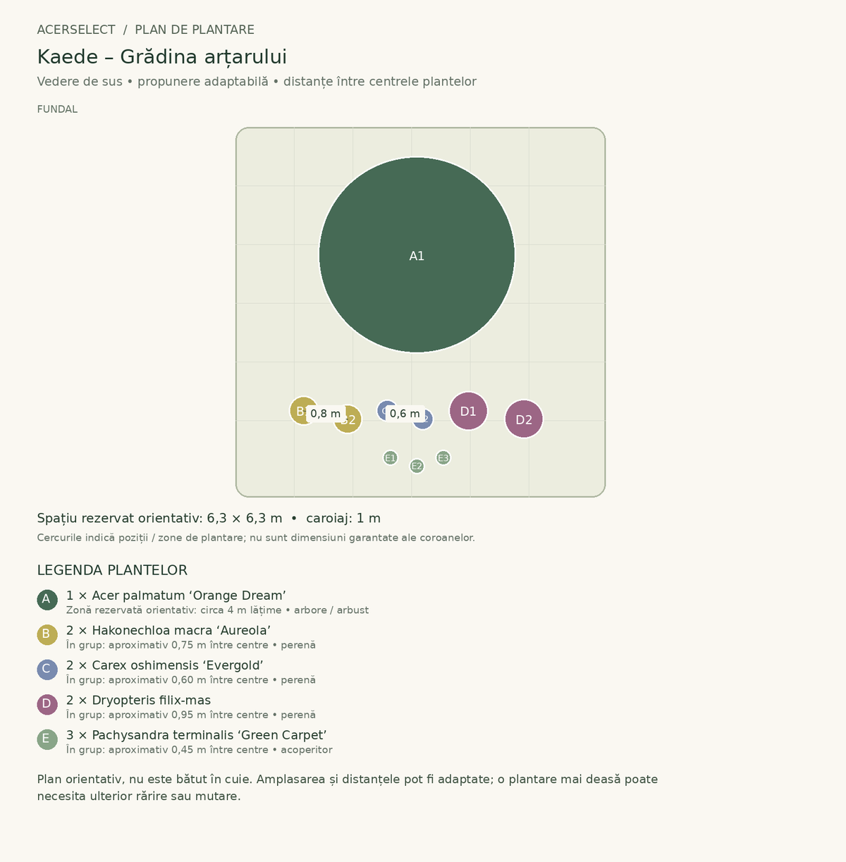 Plan de plantare, vedere de sus – Kaede – Grădina arțarului