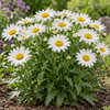 Leucanthemum × superbum ‘Madonna’ – detaliu, imagine orientativă