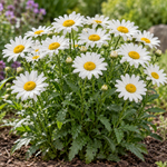 Leucanthemum × superbum ‘Madonna’ – detaliu, imagine orientativă