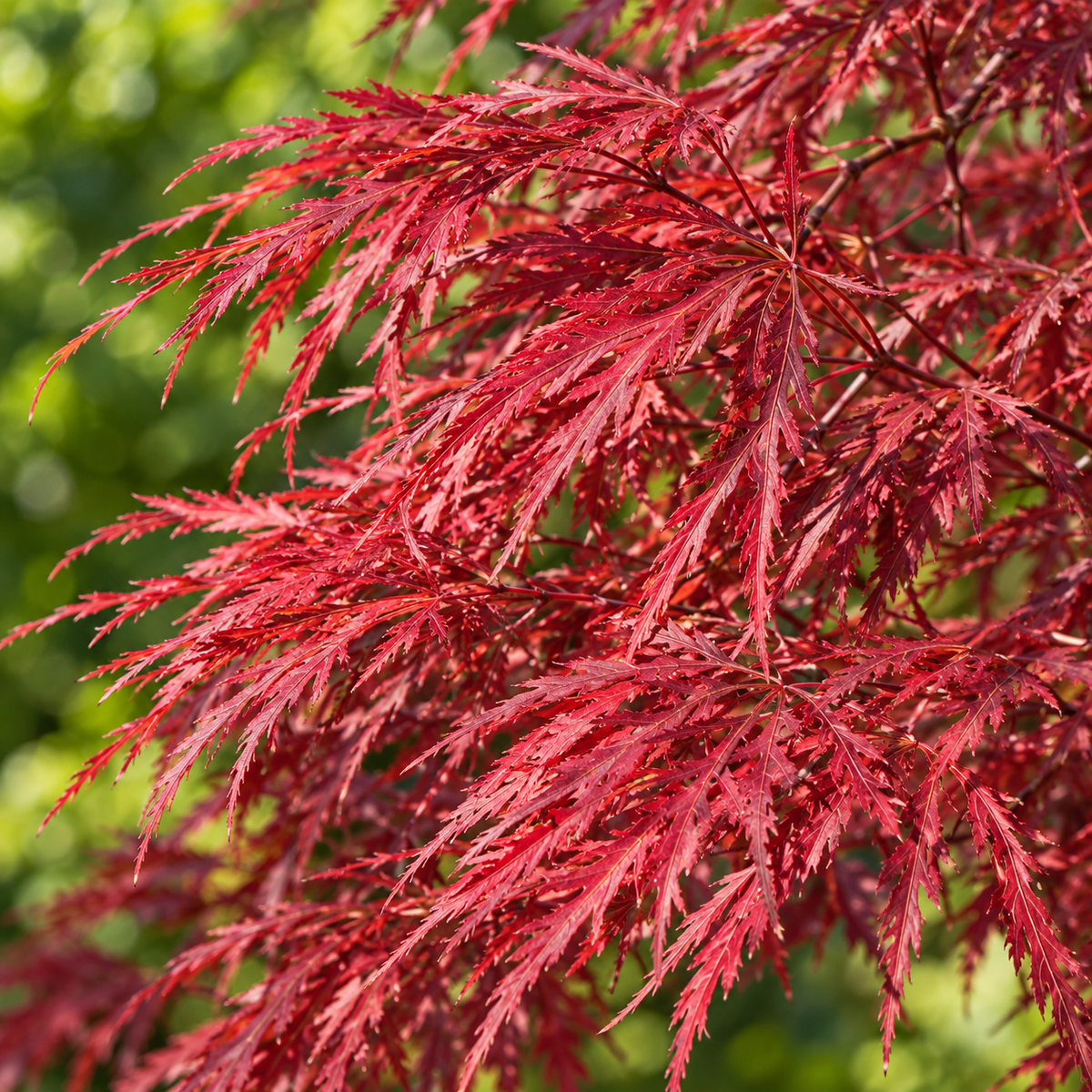 Acer palmatum ‘Lion Heart’ – detaliu frunze