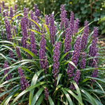 Liriope muscari ‘Ingwersen’ – detaliu al florilor violet