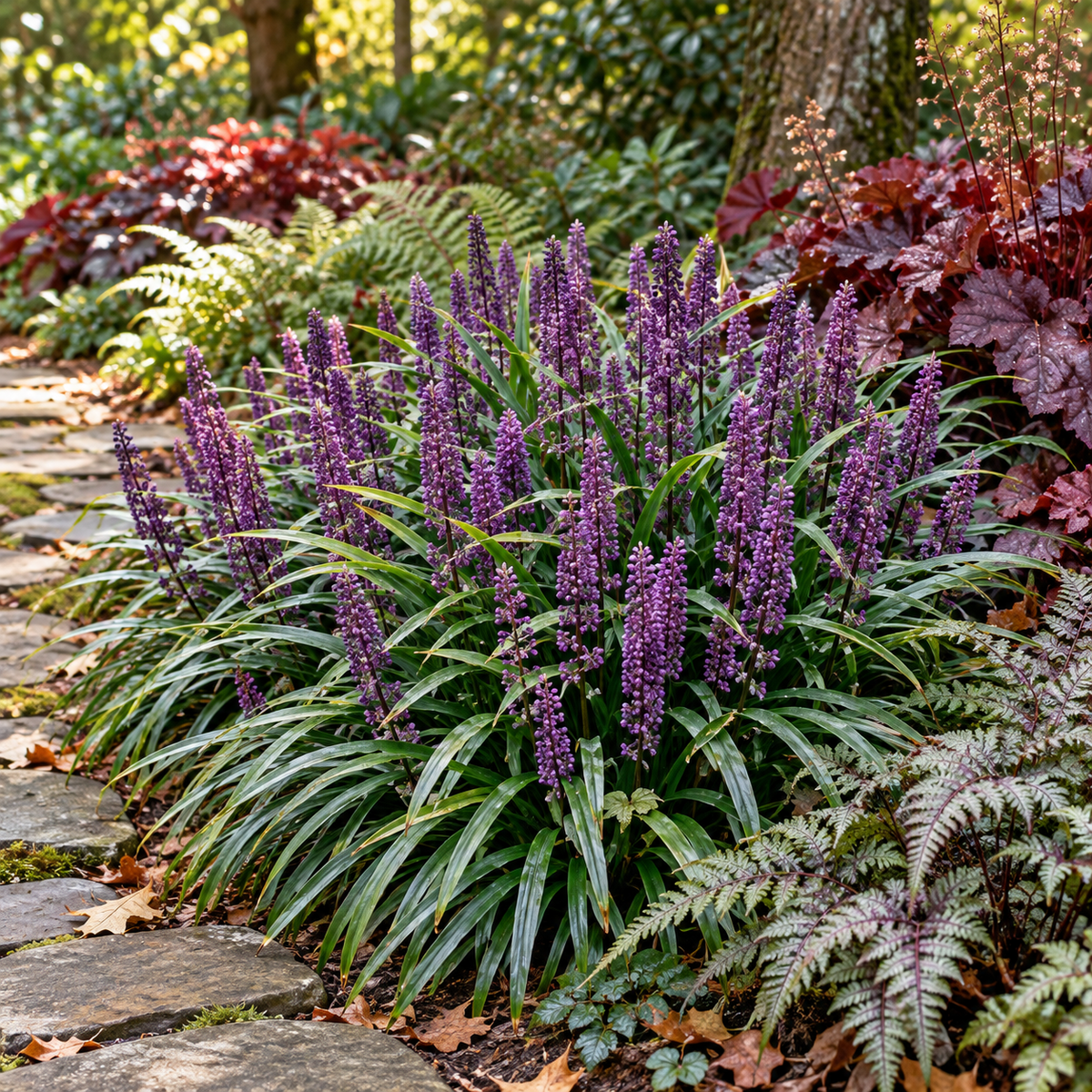 Liriope muscari ‘Ingwersen’ – amenajare cu Heuchera și ferigi