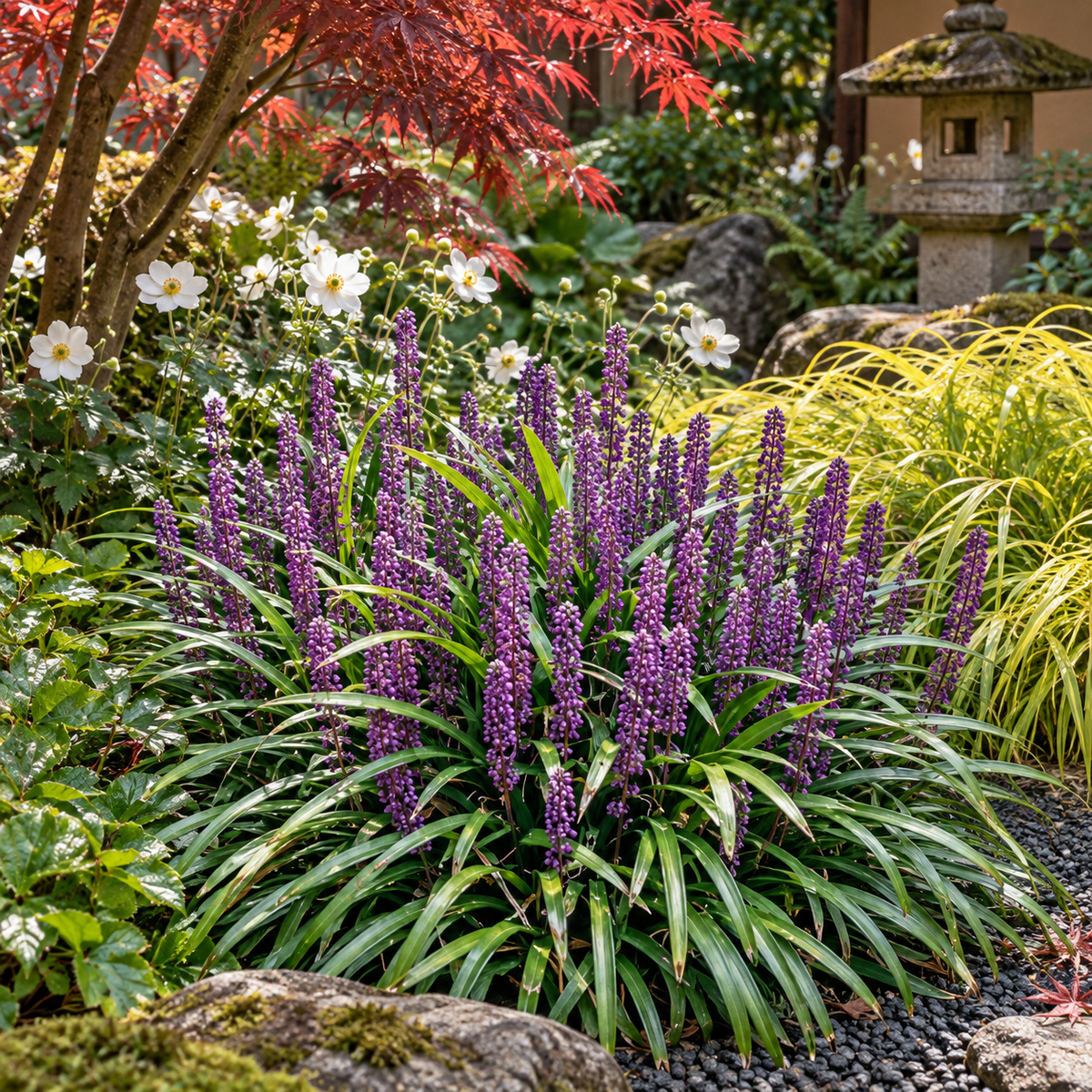 Liriope muscari ‘Ingwersen’ – grădină japoneză cu Anemone și Hakonechloa
