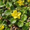 Lysimachia nummularia – detaliu ornamental