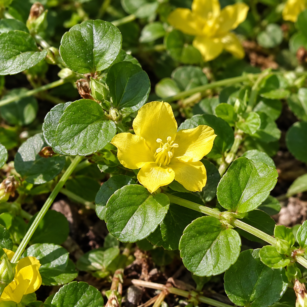 Lysimachia nummularia – detaliu ornamental