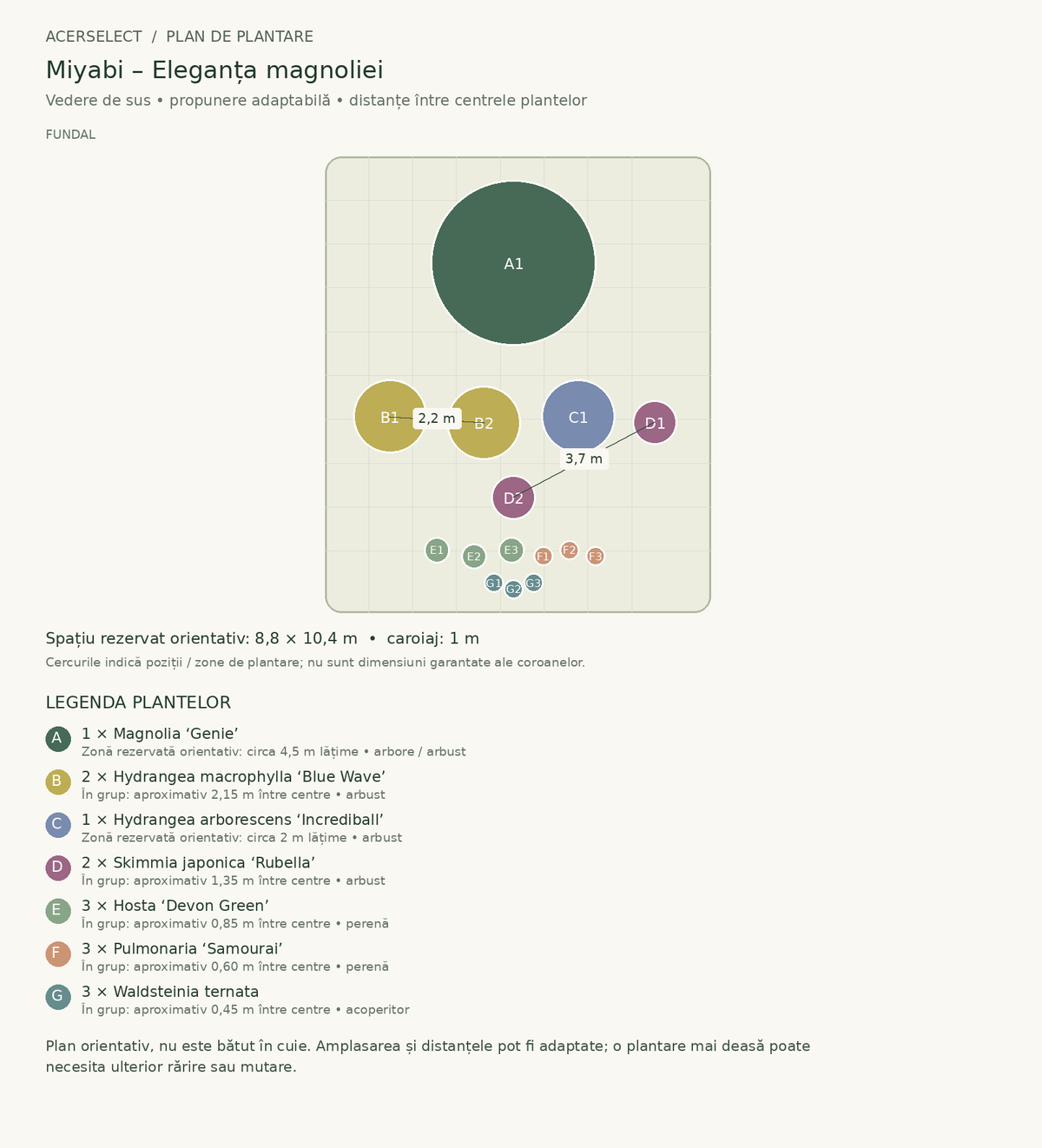 Plan de plantare, vedere de sus – Miyabi – Eleganța magnoliei