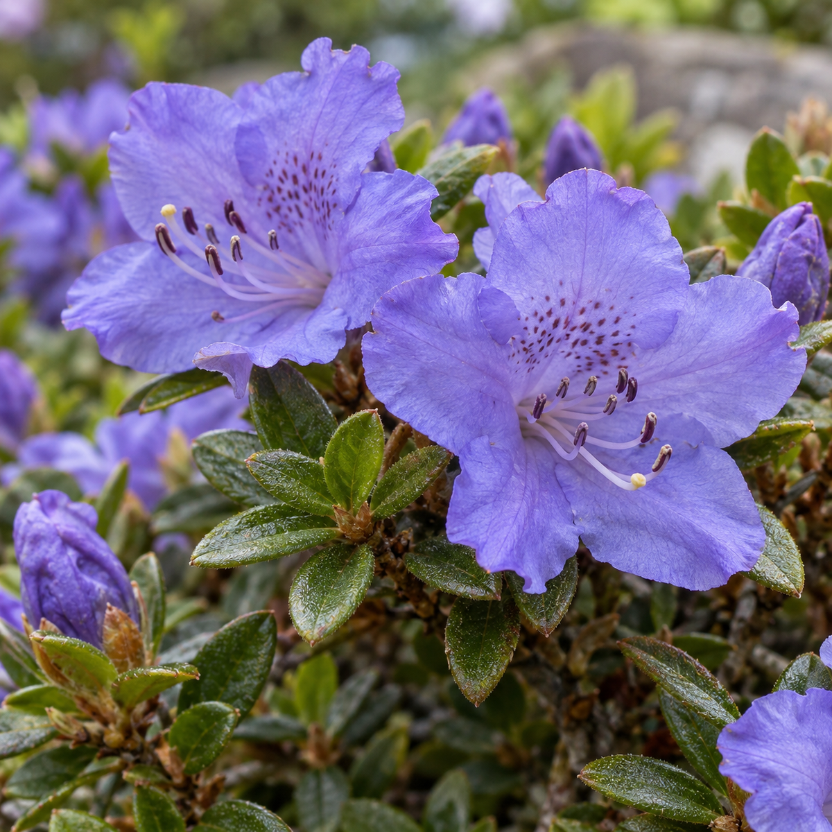 Rhododendron ‘Blue Tit’ — detaliu (ilustrație)