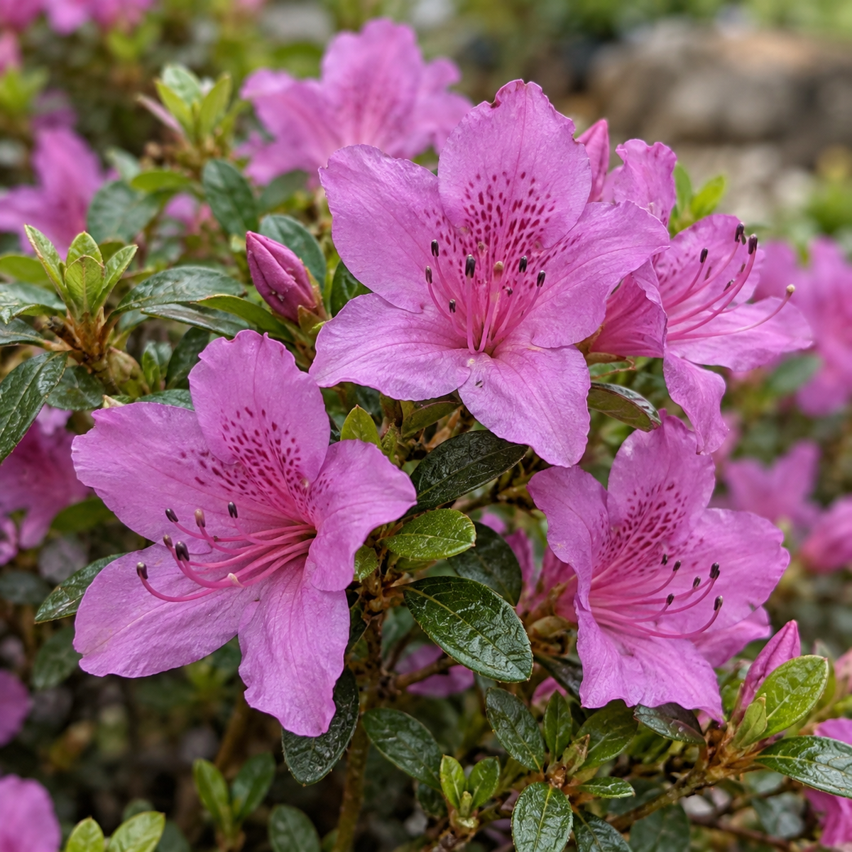 Azalea japonica ‘Geisha Fumiko’ — detaliu (ilustrație)