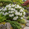 Azalea japonica ‘White Lady’ — în grădină (ilustrație)
